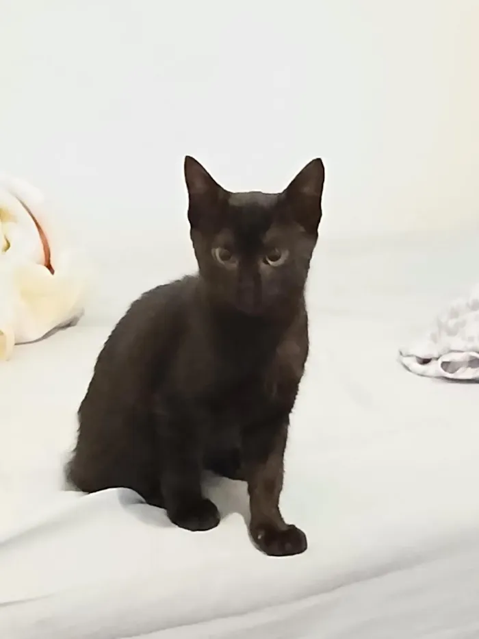 Gato raça SRD-ViraLata idade 2 a 6 meses nome Nina
