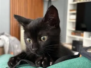 Gato raça SRD-ViraLata idade 2 a 6 meses nome Nina