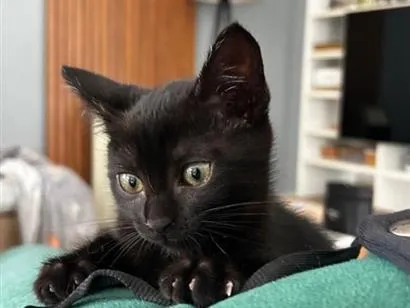 Gato raça SRD-ViraLata idade 2 a 6 meses nome Nina