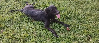 Cachorro raça SRD-ViraLata idade 5 anos nome Nara