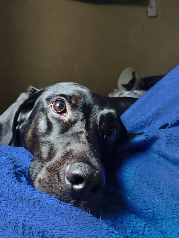 Cachorro raça SRD-ViraLata idade 5 anos nome Nara