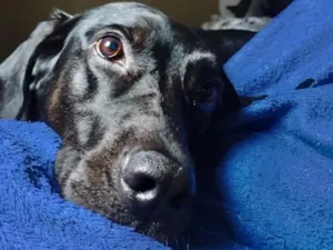 Cachorro raça SRD-ViraLata idade 5 anos nome Nara