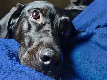 Cachorro raça SRD-ViraLata idade 5 anos nome Nara