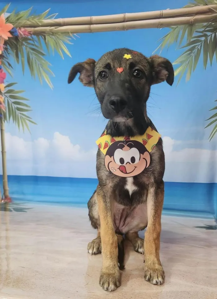 Cachorro raça SRD-ViraLata idade 2 a 6 meses nome skye