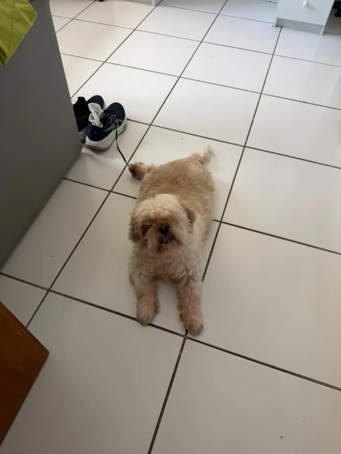 Cachorro raça Shitzu idade 6 ou mais anos nome Lion 