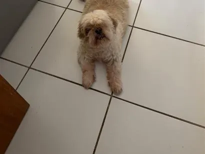 Cachorro raça Shitzu idade 6 ou mais anos nome Lion 