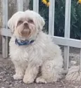 Teddy