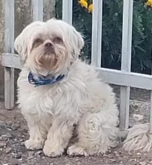 Cachorro raça Shitzu idade 3 anos nome Teddy