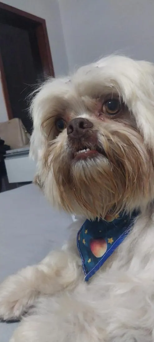 Cachorro raça Shitzu idade 3 anos nome Teddy