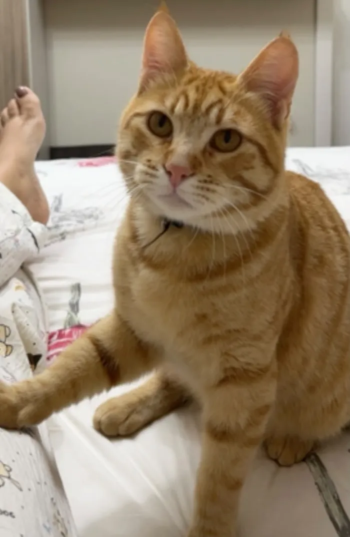 Gato raça SRD-ViraLata idade 7 a 11 meses nome Gengibre