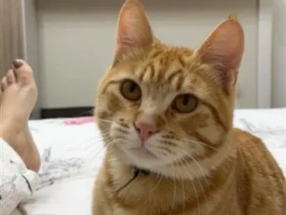 Gato raça SRD-ViraLata idade 7 a 11 meses nome Gengibre