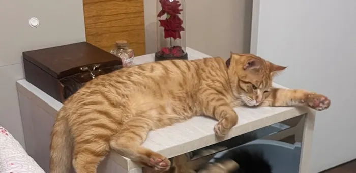 Gato raça SRD-ViraLata idade 7 a 11 meses nome Gengibre