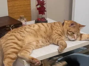 Gato raça SRD-ViraLata idade 7 a 11 meses nome Gengibre