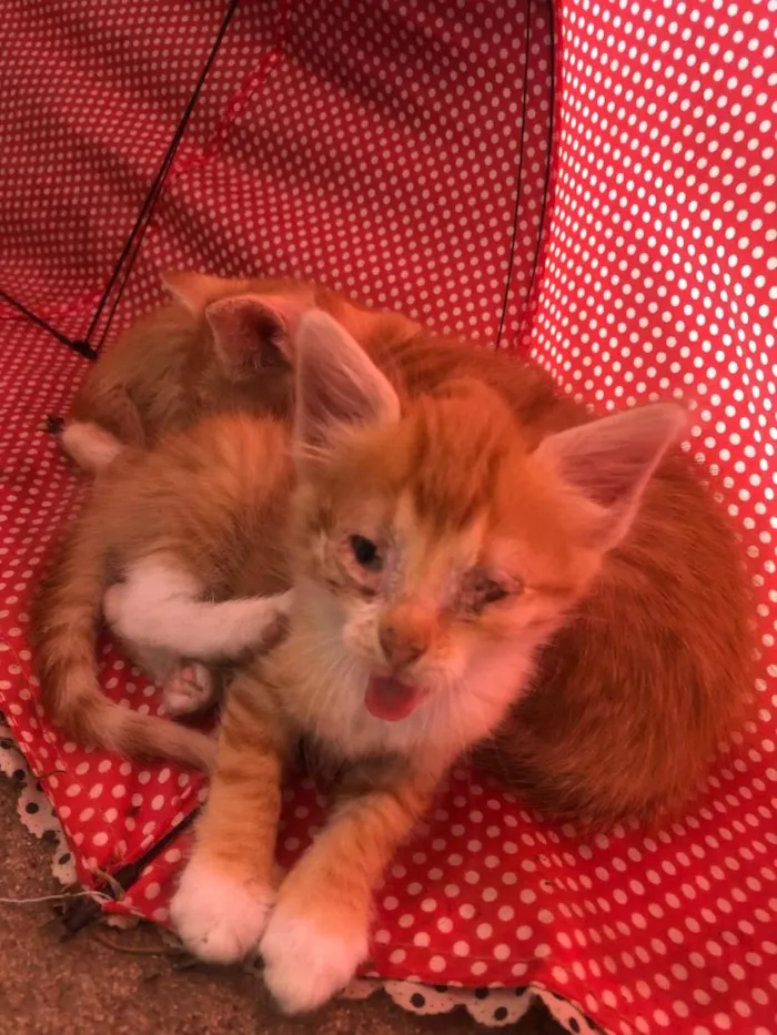 Gato raça SRD-ViraLata idade 2 a 6 meses nome Tobias 