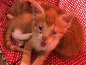Gato raça SRD-ViraLata idade 2 a 6 meses nome Tobias 