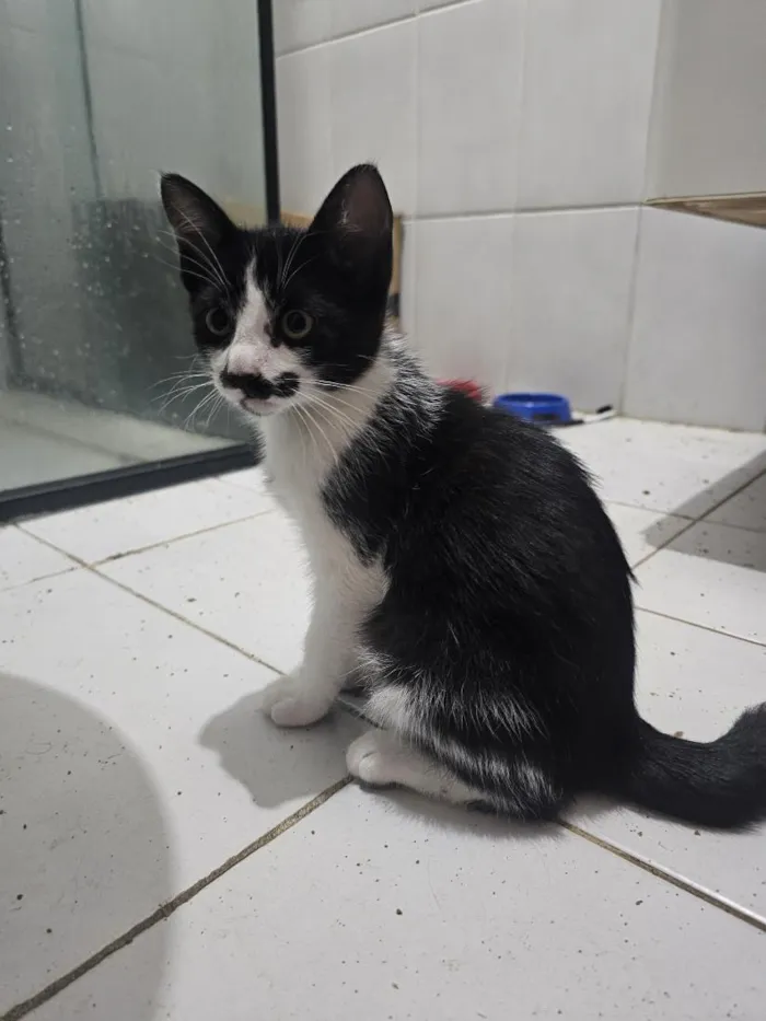 Gato raça SRD-ViraLata idade 2 a 6 meses nome sem nome