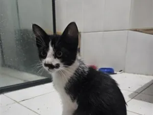 Gato raça SRD-ViraLata idade 2 a 6 meses nome sem nome