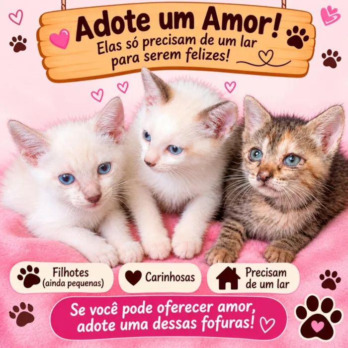 Gato raça SRD-ViraLata idade 2 a 6 meses nome Pérola, Estrela e Sol 