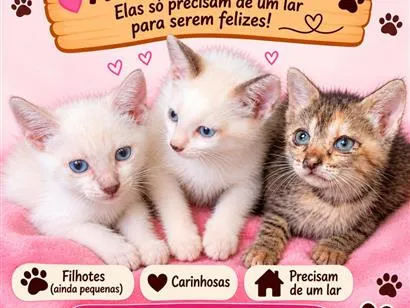 Gato raça SRD-ViraLata idade 2 a 6 meses nome Pérola, Estrela e Sol 