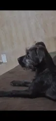 Lua