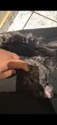 Lua