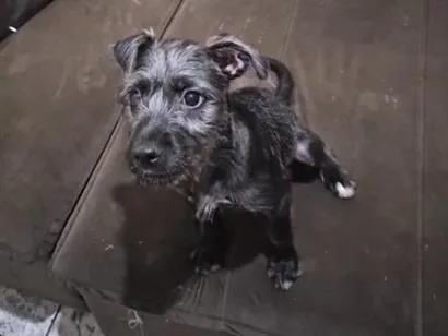 Cachorro raça SRD-ViraLata idade 2 a 6 meses nome Lua