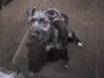 Lua