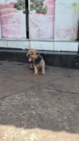 Bidu