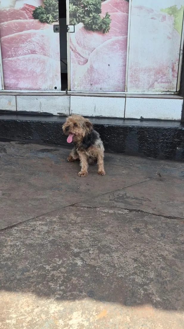 Cachorro raça SRD-ViraLata idade 6 ou mais anos nome Bidu