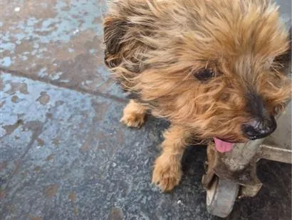Cachorro raça SRD-ViraLata idade 6 ou mais anos nome Bidu