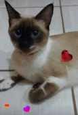 Amora Doralice olhos azuis, Pipoca 