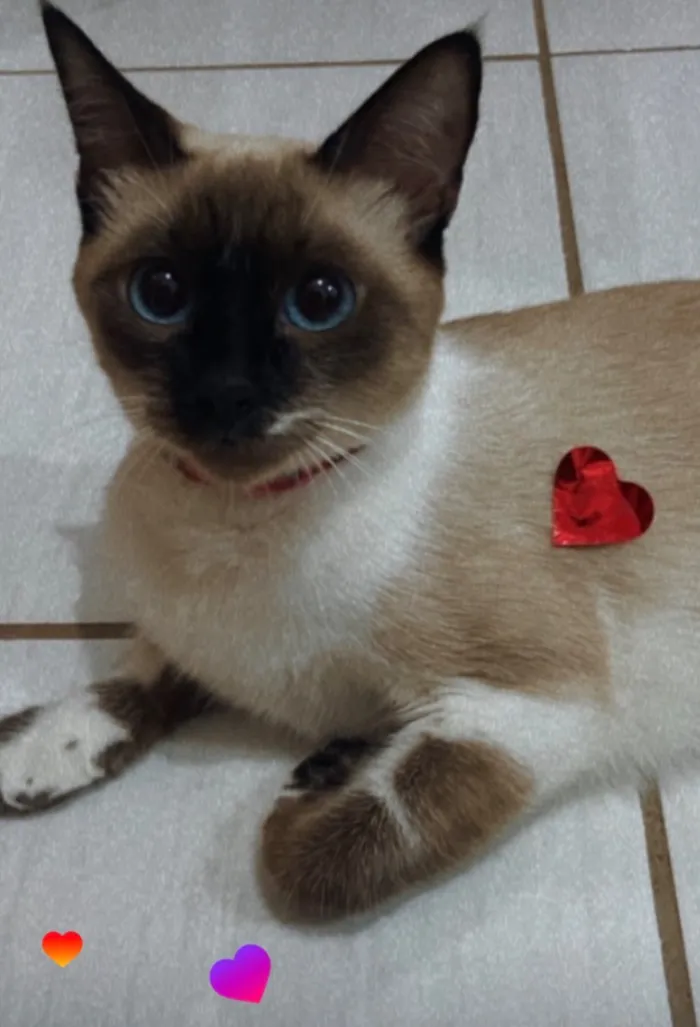 Gato raça Siamês idade 2 anos nome Amora Doralice olhos azuis, Pipoca 
