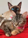 Amora Doralice olhos azuis, Pipoca 