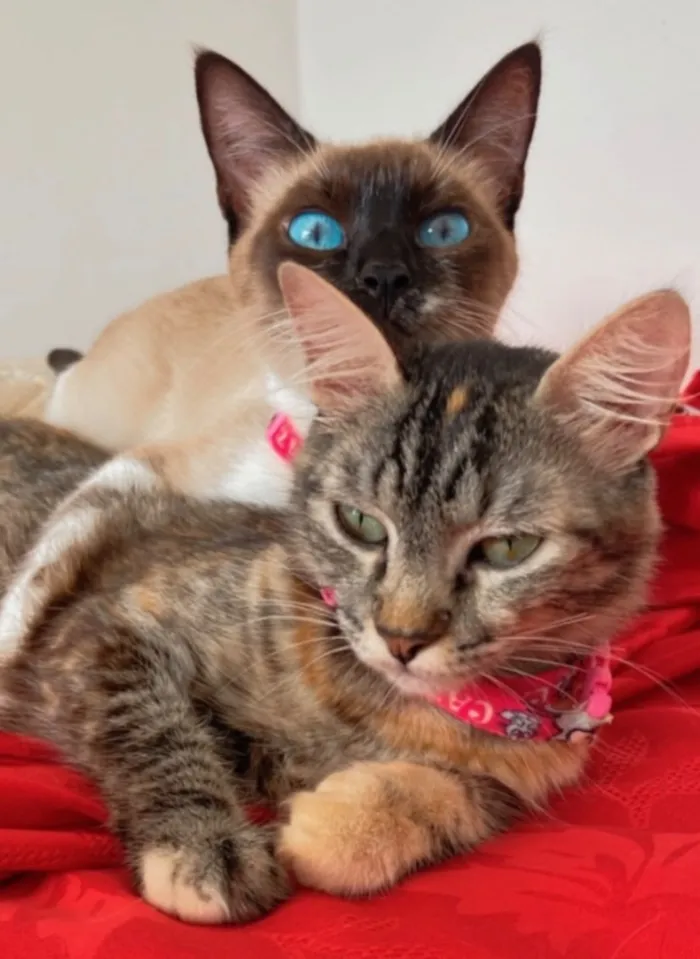Gato raça Siamês idade 2 anos nome Amora Doralice olhos azuis, Pipoca 