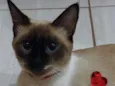 Amora Doralice olhos azuis, Pipoca 