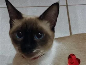 Gato raça Siamês idade 2 anos nome Amora Doralice olhos azuis, Pipoca 
