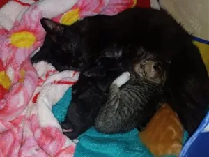 Gato raça SRD-ViraLata idade 2 a 6 meses nome mãezinha preta e filhote tigrado fêmea 