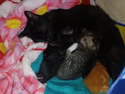 Gato raça SRD-ViraLata idade 2 a 6 meses nome mãezinha preta e filhote tigrado fêmea 