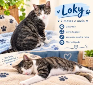 Gato raça SRD-ViraLata idade 7 a 11 meses nome Loki