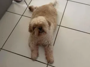 Cachorro raça Shitzu idade 6 ou mais anos nome Lion 