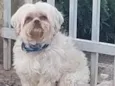 Teddy