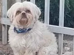 Cachorro raça Shitzu idade 3 anos nome Teddy