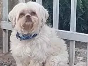 Cachorro raça Shitzu idade 3 anos nome Teddy