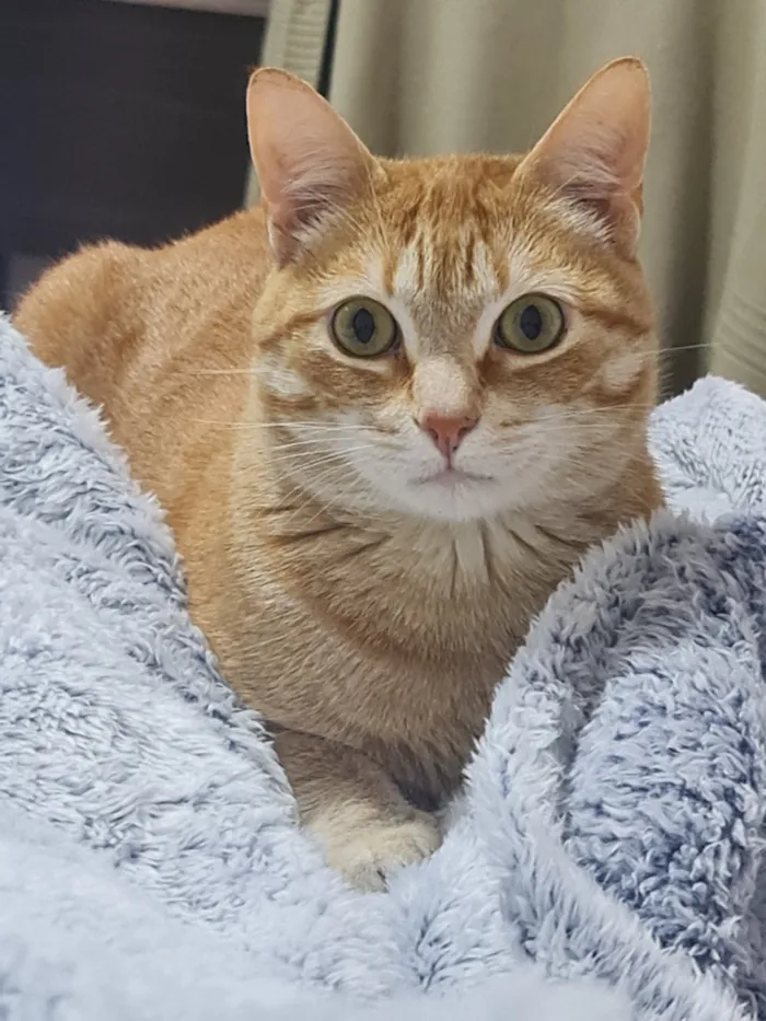 Gato raça SRD-ViraLata idade 6 ou mais anos nome Titi / Tigrão