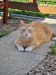 Titi / Tigrão