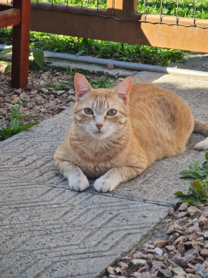 Gato raça SRD-ViraLata idade 6 ou mais anos nome Titi / Tigrão