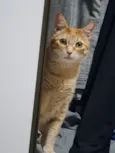 Titi / Tigrão