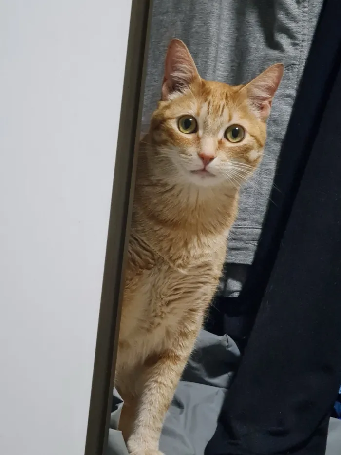 Gato raça SRD-ViraLata idade 6 ou mais anos nome Titi / Tigrão