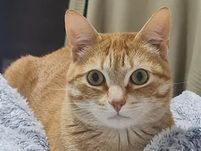 Gato raça SRD-ViraLata idade 6 ou mais anos nome Titi / Tigrão