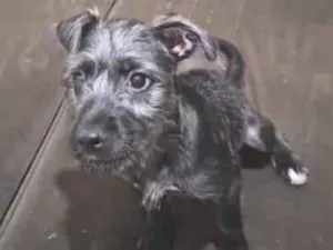 Cachorro raça SRD-ViraLata idade 2 a 6 meses nome Lua